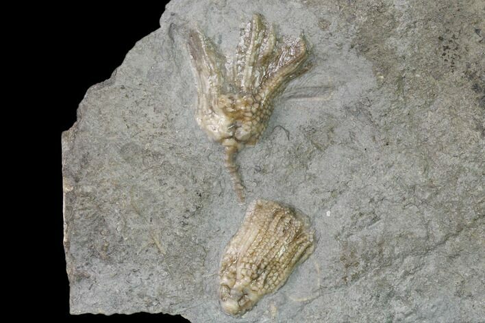 Two Fossil Crinoids (Eretmocrinus & Aorocrinus) - Gilmore City, Iowa #157221